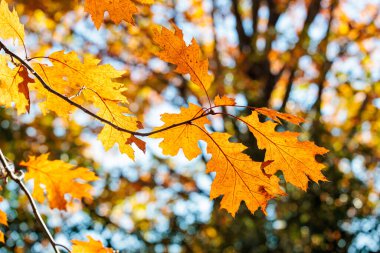 Sonbahar ormanı meşesi yaprakları yeşillik..