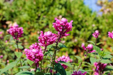 Sonbahar bahçesinde açan salvia sigulata çiçekleri..