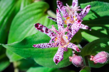 Sonbahar bahçesinde çiçek açan güzel kurbağa çiçeklerinin yakın çekimi..