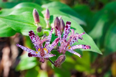 Sonbahar bahçesinde çiçek açan güzel kurbağa çiçeklerinin yakın çekimi..