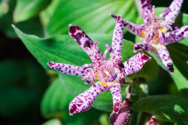 Sonbahar bahçesinde çiçek açan güzel kurbağa çiçeklerinin yakın çekimi..