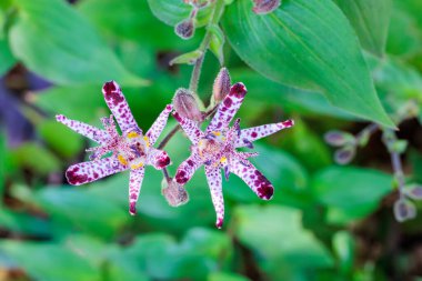 Güz bahçesinde çiçek açan güzel kurbağa zambakları..