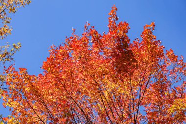 Sonbahar ormanındaki üç çatallı akçaağaçların güzel yeşillik manzarası.
