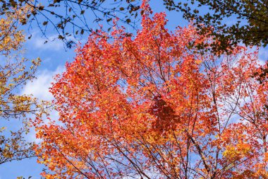 Sonbahar ormanındaki üç çatallı akçaağaçların güzel yeşillik manzarası.