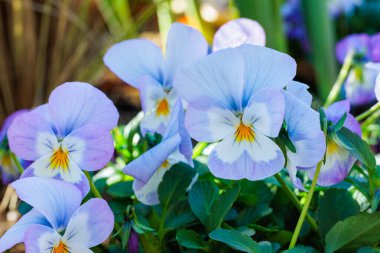 Sonbahar bahçesinde açan güzel viyola çiçekleri..
