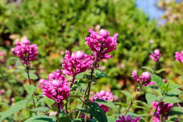 Sonbahar bahçesinde açan salvia sigulata çiçekleri..