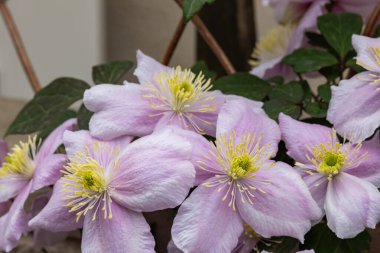 Güzel ve güzel kokulu Clematis Mayline çiçekleri bahçede..