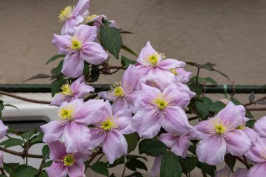 Güzel ve güzel kokulu Clematis Mayline çiçekleri bahçede..