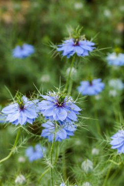 Bahçede açan güzel mavi nigella çiçeklerine yakın.
