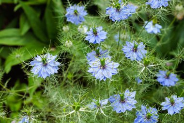 Bahçede açan güzel mavi nigella çiçekleri.