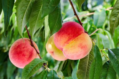 Yaz bahçesinde taze ve tatlı şeftalilerin yakın çekimi.