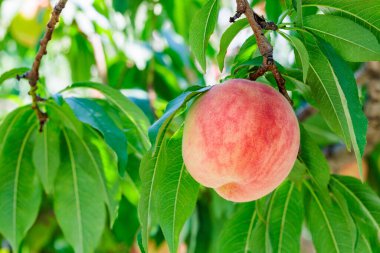 Yaz bahçesinde taze ve tatlı şeftalilerin yakın çekimi.