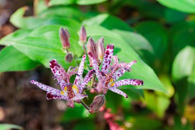 Sonbahar bahçesinde çiçek açan güzel kurbağa çiçeklerinin yakın çekimi..