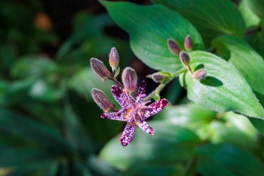 Güz bahçesinde çiçek açan güzel kurbağa zambakları..