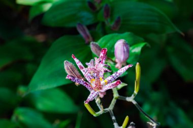 Güz bahçesinde çiçek açan güzel kurbağa zambakları..