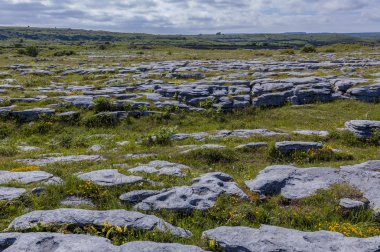 Burren, İrlanda kayalarda