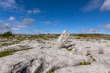 Burren, İrlanda kayalarda