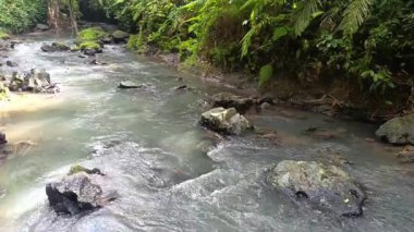 Tropik bir ormanın ortasında yosun kaplı kayalar arasında hızla akan bulanık bir nehrin görüntüsü..