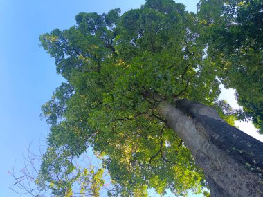 Açık mavi gökyüzüne karşı geniş, gür bir ağacın yer aldığı alçak açılı bir çekim..