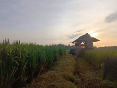 Endonezya 'nın Bali şehrinde gündoğumunda yeşil pirinç tarlaları arasında geleneksel bir çiftçi kulübesi manzarası.