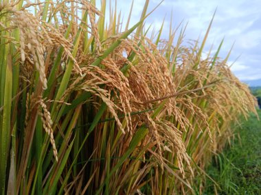 Ripe rice plants ready for harvest with golden grains in the rice fields in the morning.