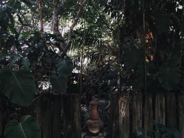 Tayland tropikal orman