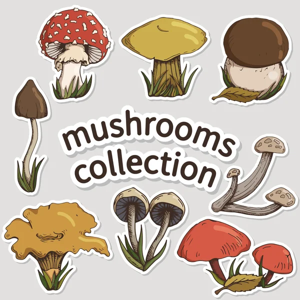 A set of colorful autumn mushrooms — Stock Vector