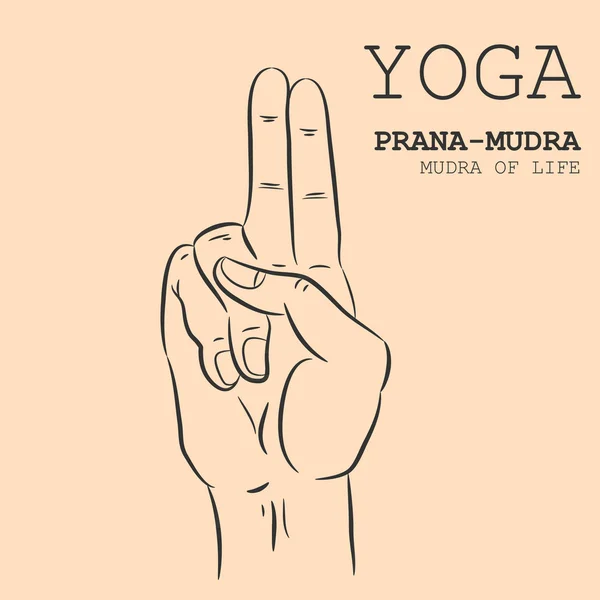 Mano en yoga mudra. Prana-Mudra — Vector de stock