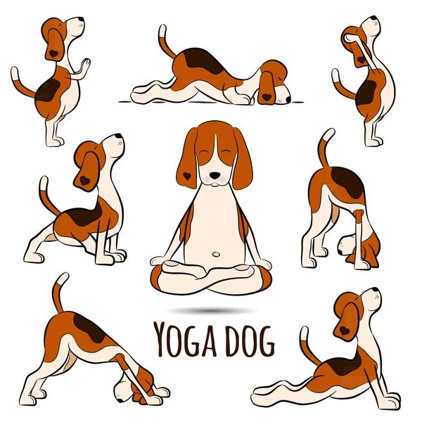 Beagle facendo yoga posizione — Vettoriale Stock