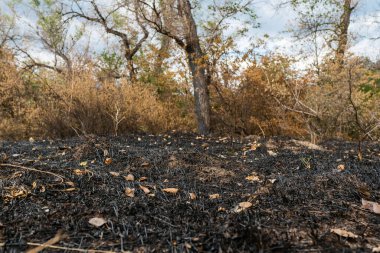 Kavrulmuş kökleri ve kül kaplı zemini olan, yangının sonrasını detaylı bir şekilde yakalayan, vahşi bir ateşin yaktığı çimlerin yakın çekimi.
