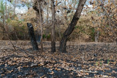 Yanmış ağaç gövdeleri ve kuru yapraklar kararmış, kavrulmuş otları kaplıyor, yıkıcı bir orman yangınının sonuçlarını gösteriyor.