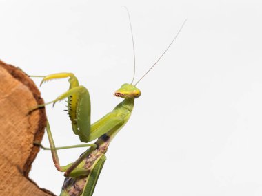 Makro fotoğraf, beyaz bir arka planda izole edilmiş, küçük bir dal parçasına tutunan peygamber devesi.