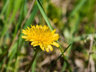 Çiçek açan sarı bir karahindibanın yakın plan görüntüsü bulanık yeşil bir çimene karşı..