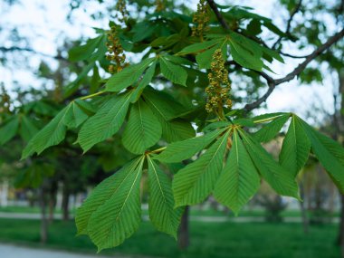 Canlı yeşil yapraklar ve Aesculus hipocastanum 'un genç çiçek tomurcukları. At kestanesi olarak da bilinir. Güneşli bir bahar parkında yetişiyor.