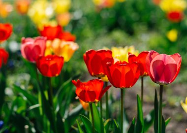 Açık havada yetişen kırmızı Tulipa gesneriana çiçekleri, parlak bir bahar bahçesinde doğal botanik arka planda yumuşak bokeh ile manzara tasarımı için güzel süs bitkileri..