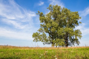 Trees in the field, 30 km near Ufa city. (Russia. Bashkortostan. Ural. Beginning of September)