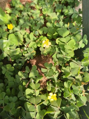 Bahçede yeşil yapraklar