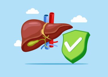 İnsan karaciğer sistemi normal, yeşil işaretli. Anatomi yapısı hepatik sistem organı, sindirim safra kesesi organı. Vektör düz resimleme
