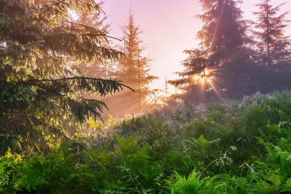 Sunrise bir Karpat Dağları'nın üst Plato üzerinde.