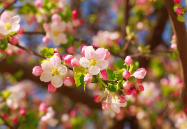 Güneş ışınları elma çiçeği.