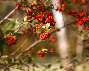 Doğal hareketli arka plan, kırmızı rowan yakın çekim.