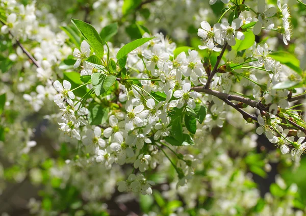 Canlı bahar kiraz çiçekleri.