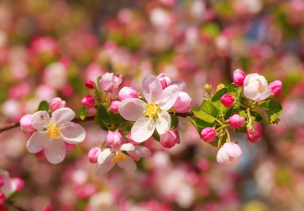 Güneş ışınları elma çiçeği.