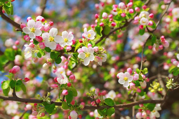 Apple blossom i solstrålarna. — Stockfoto