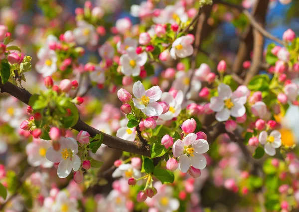 Apple blossom i solstrålarna. — Stockfoto