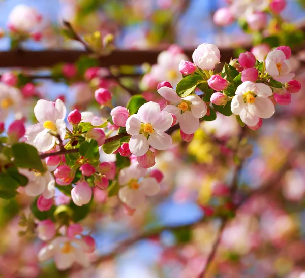 Apple blossom i solstrålarna. — Stockfoto