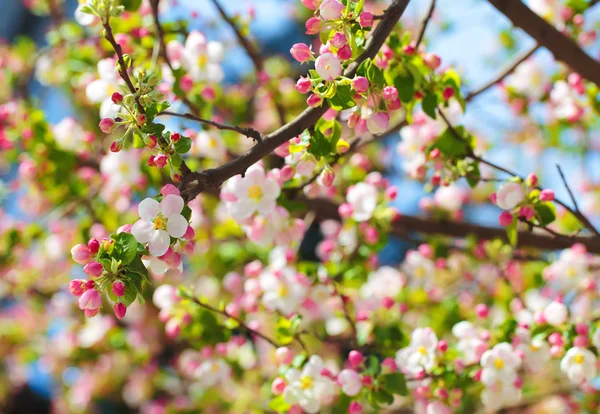 Apple blossom i solstrålarna. — Stockfoto