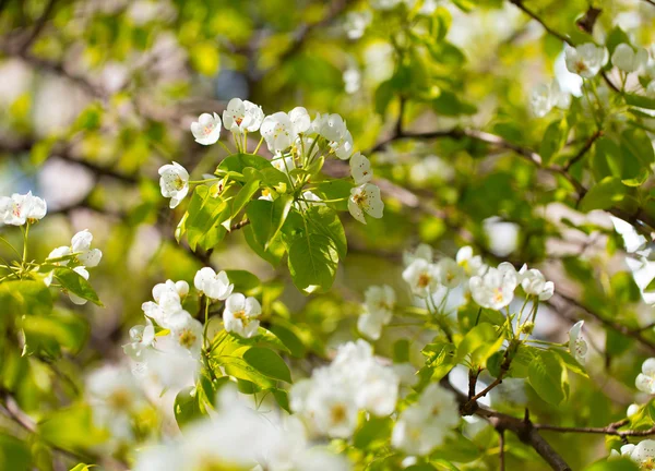 Pulserande våren cherry blossoms. — Stockfoto