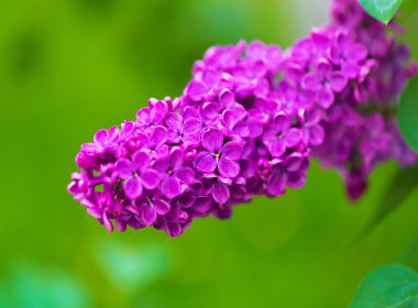 Lila, yeşil taze arka plan canlı bahar çiçeği.