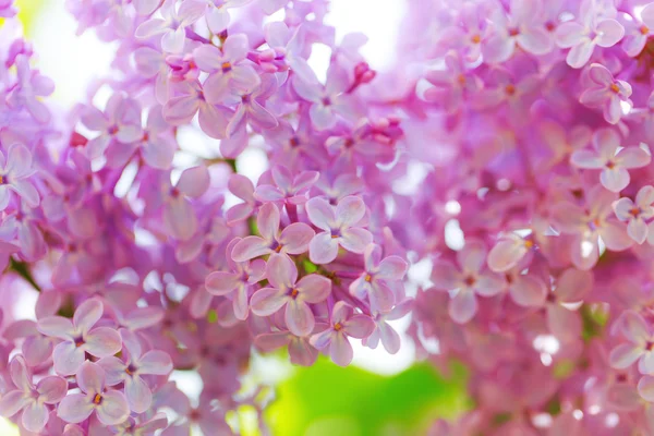 Levendige lente bloesem van lila, groene verse achtergrond. — Stockfoto